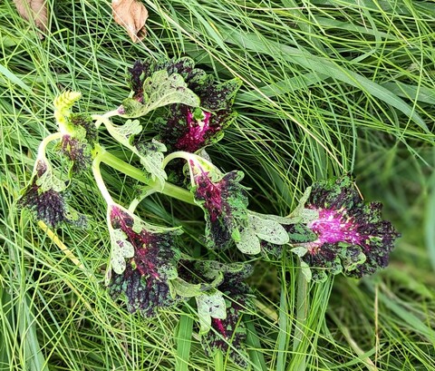 Тибетская черепаха ампельный ТМ колеус КСР