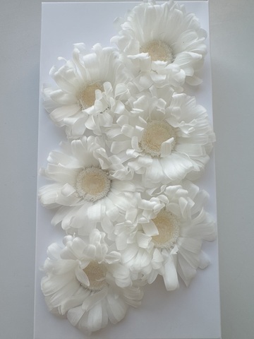 Гербера 5-7см Белый (6шт полная коробка)