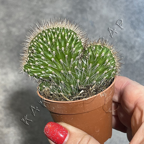 Никтоцереус Змеевидный Кристата d5