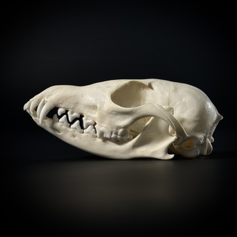 Череп корсака в подарочной коробке