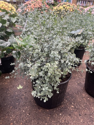 Эвкалипт Гунни