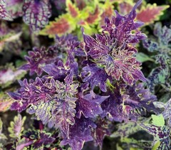 Дикая планета колеус