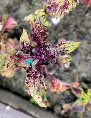 Бумбараш колеус