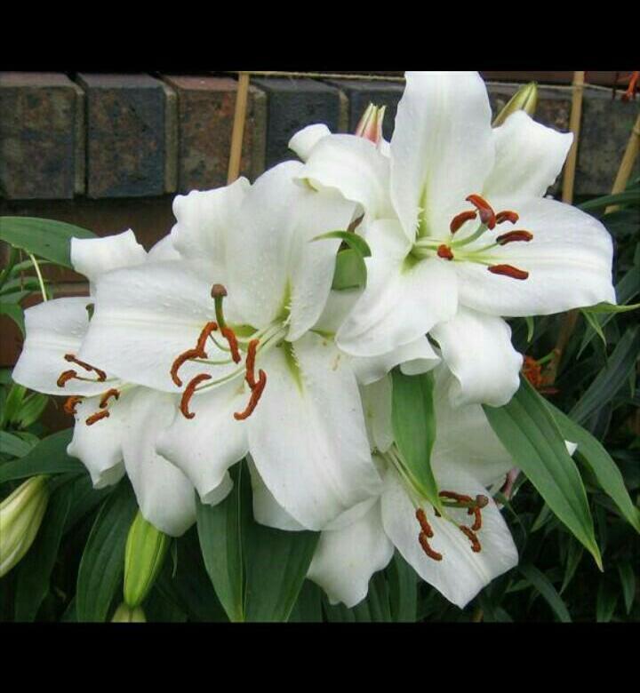 Лилия восточная фурио. Лилия сенна. Лилия махровая элоди. Лилия махровая элоди. Лилия восточная махровая фифти фифти.