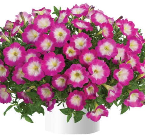32234 Петуния CASCADIAS FANTASY HOT PINK IMP. (ВЕСНА 2025)