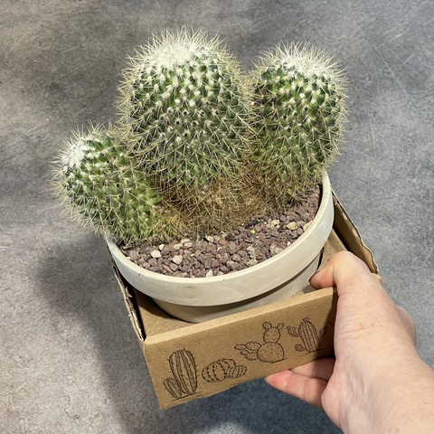 Маммиллярия Прингла Кристата в керамике d15