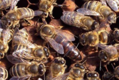 Пчеломатка Карника (Carnica F1). Плодные 2025 г, проверены на засев.