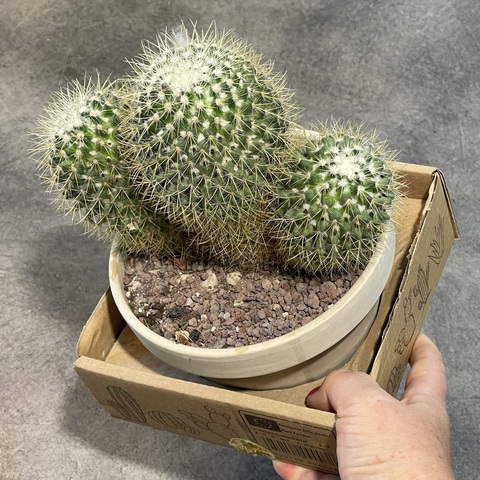 Маммиллярия Прингла Кристата в керамике d15