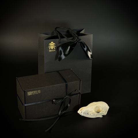 Череп корсака в подарочной коробке