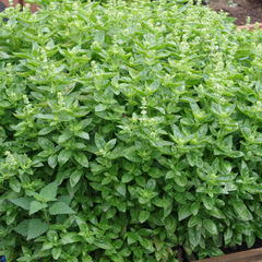 Мариан семена базилика (Enza Zaden / Энза Заден)