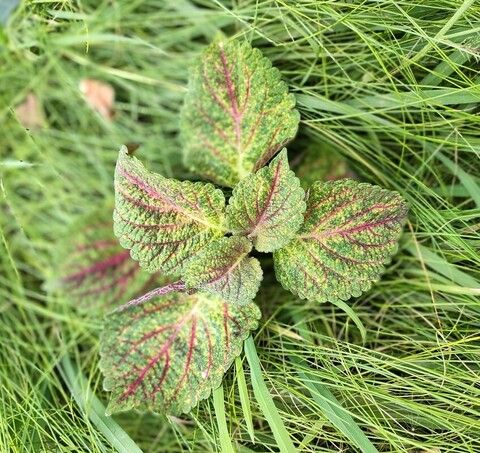 Мститель ампельный ТМ колеус КСР