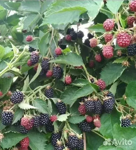 Ежевика Виктория (бесшипная)