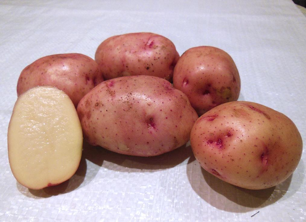 Лучшие семена картофеля для подмосковья с фото и описанием