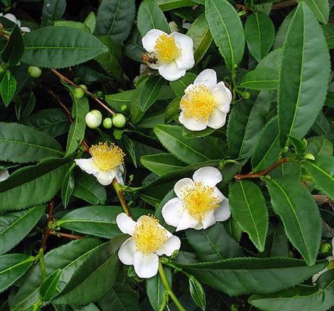 Камелия китайская camellia sinensis