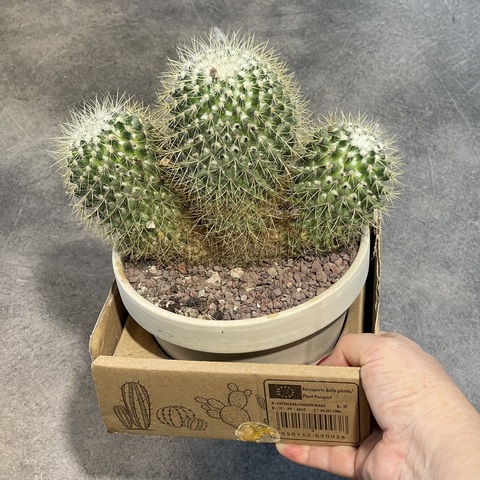 Маммиллярия Прингла Кристата в керамике d15