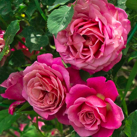 Агнес Шиллингер (Agnes Schilliger)