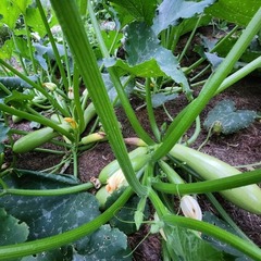 Арал F1 семена кабачка (Sakata / Саката)