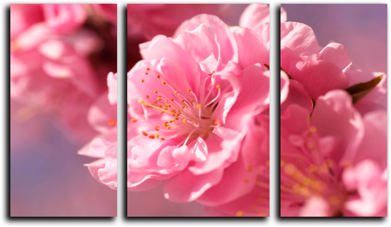Модульные картины Модульная картина "Нежно-розовый цветок" М66.png