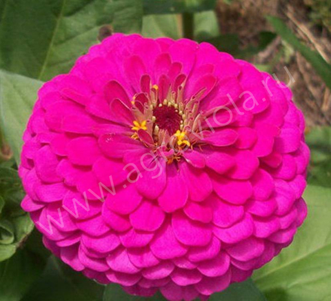 S7131 Цинния elegans Master Pink 5шт.