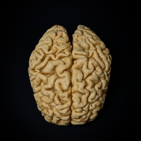 Мозг человека (анатомическая модель)