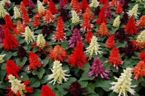 Сальвия Редди Микс