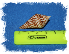 Конус праецелленс (Conus praecellens) 4 см.