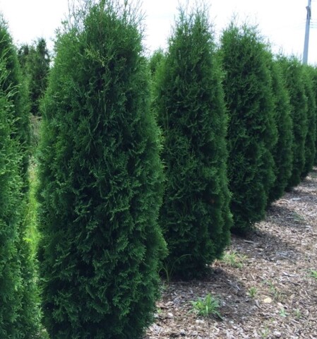 Туя западная Малониана