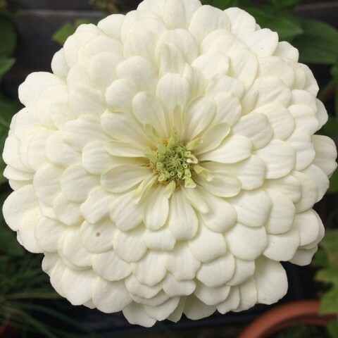 Цинния Мастер Вайт