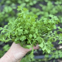 Кресс салат "О, Батат", 100 г