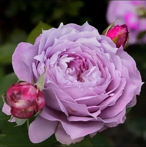 Лавендер Кристал (Lavender Crystal)