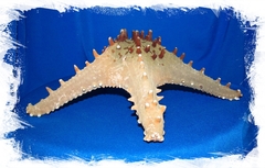 Морская Звезда Тони 25-30см.