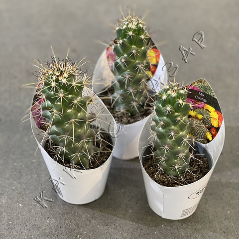 Маммиллярия Позельгера d7