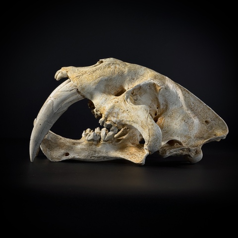 Smilodon