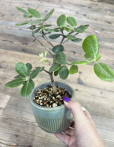 Бонсаи Метросидерос