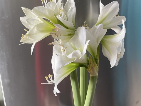 Гиппеаструм амариллис в воске белый бархат