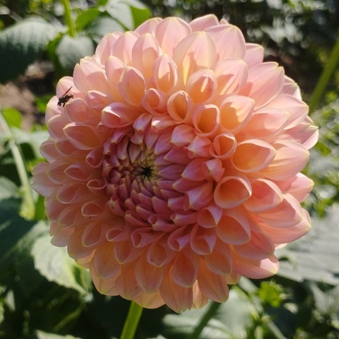 Георгин Линдаз бейби (Linda's Baby)