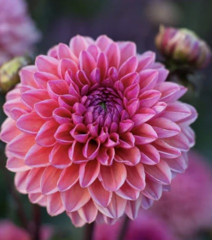 Георгин Дейзи Дюк (Daisy Duke)