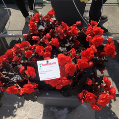 1222 Бегония SOLENIA CHOCOLATE ORANGE (Весна 2026)