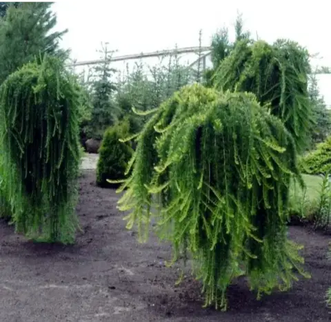 Лиственница kaempferi 