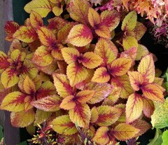 Янтарный мед UO колеус