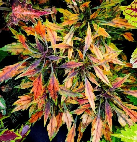 Aluston колеус КСР