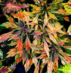 Aluston колеус КСР