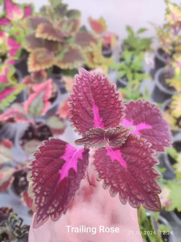 Tr Rose