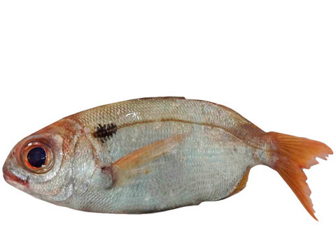 Пагелл красный охлажденный~800г