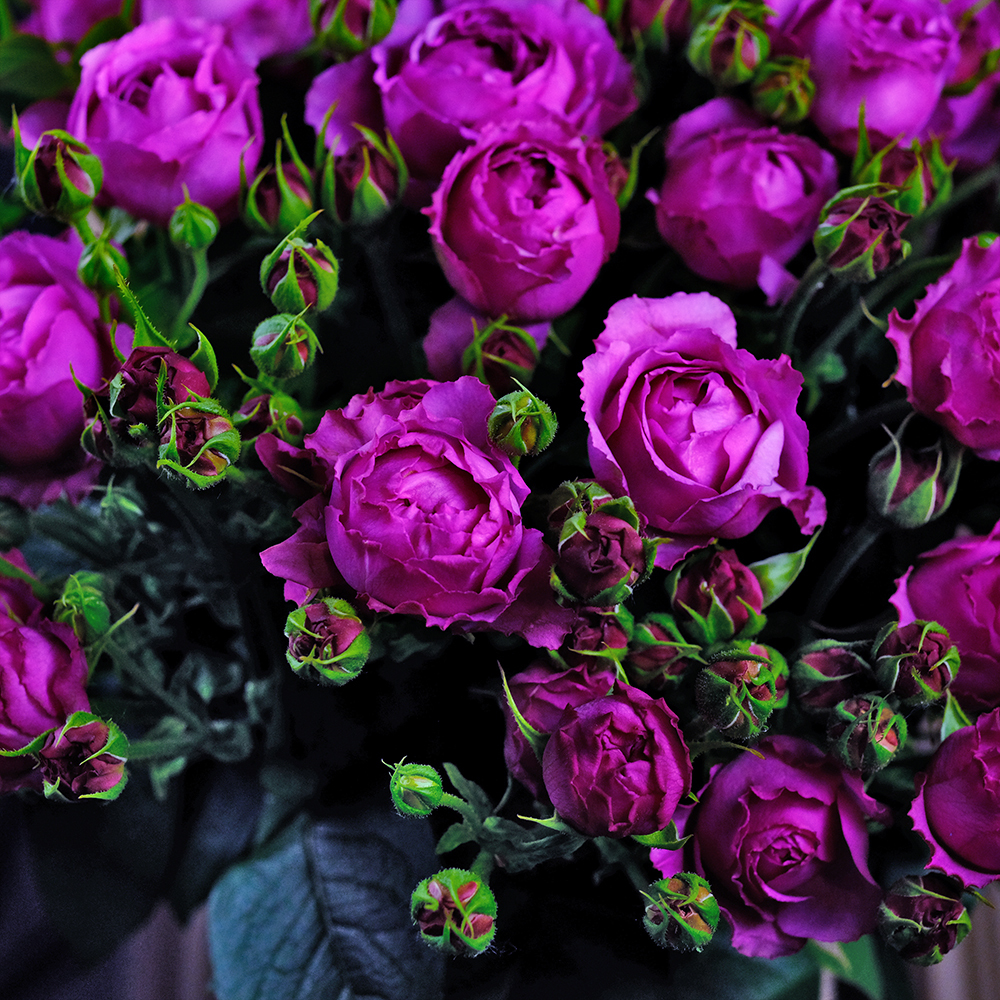 Фото по запросу Фиолетовые розы