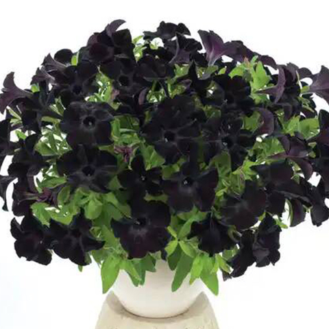 32437 Петуния PATIA BACK TO BLACK (ВЕСНА 2025)