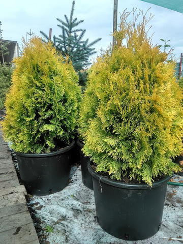 туя янтарь желтая купить