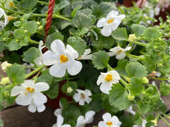 Бакопа белая