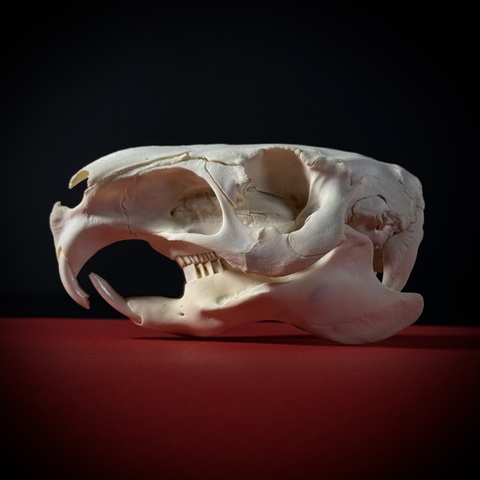 Череп капибары