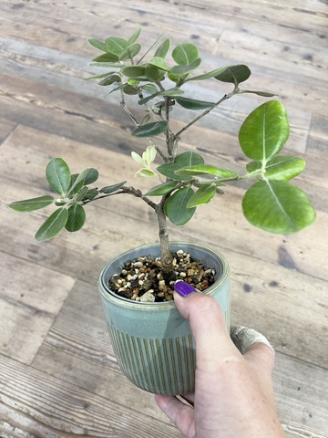 Бонсаи Метросидерос